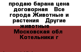 продаю барана цена договорная - Все города Животные и растения » Другие животные   . Московская обл.,Котельники г.